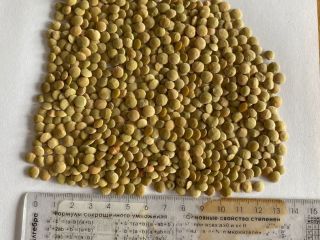 High quality green lentils packed in 25 kg /