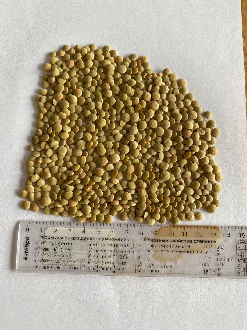 High quality green lentils packed in 25 kg / 50 kg bags Wholesale quantities