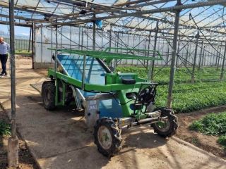 Baby Arugula Variety: Marldi Origin: Macedonia, Gradsko Price: 2.5