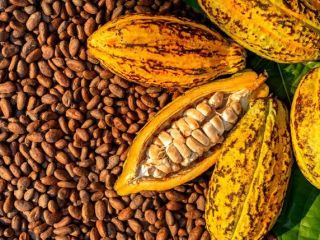 We offer natural dried cocoa beans from rain forest