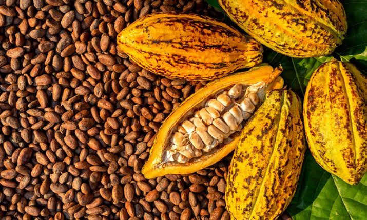 We offer natural dried cocoa beans from rain forest of West Africa, we deliver at the shortest period possible