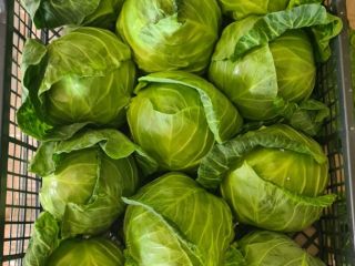 Spring cabbage (macedonian production) * contact: Ana