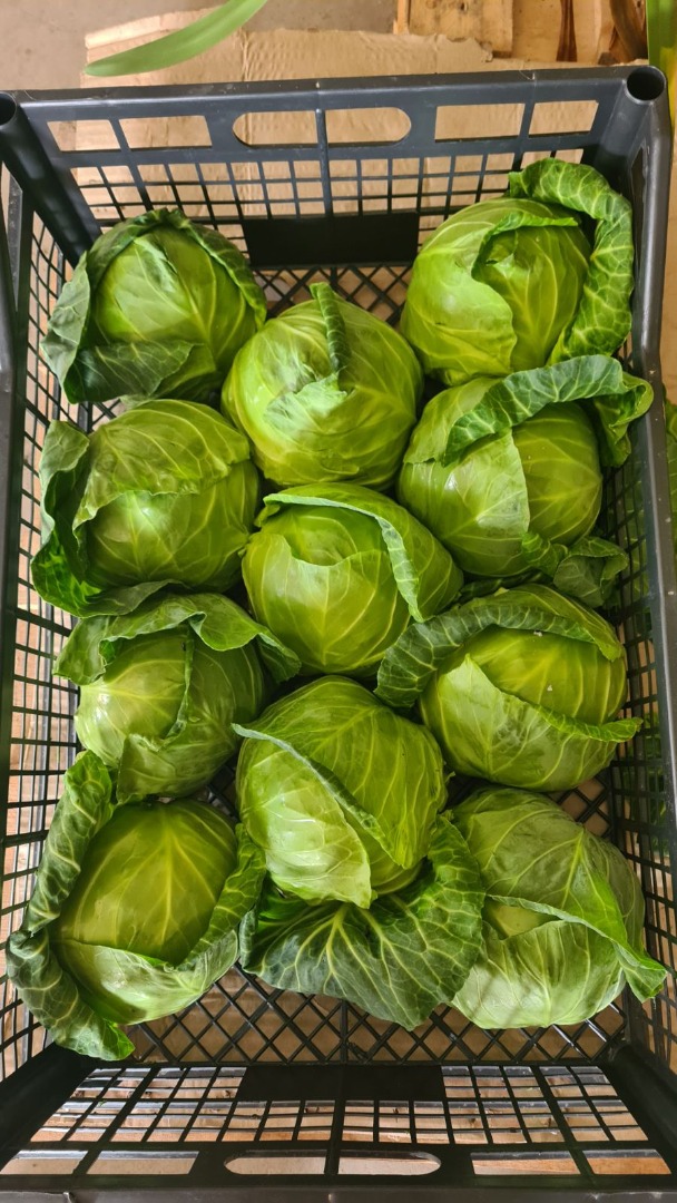Spring cabbage (macedonian production) * contact: Ana