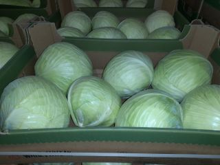 I will sell white cabbage from cold storage caliber