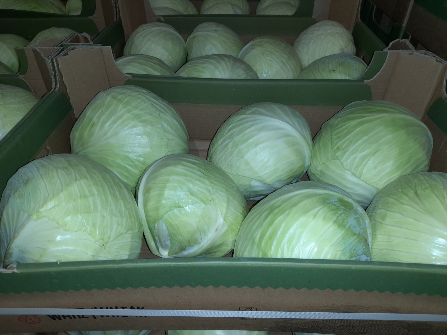 I will sell white cabbage from cold storage caliber from 1 kg to 3.5 kg