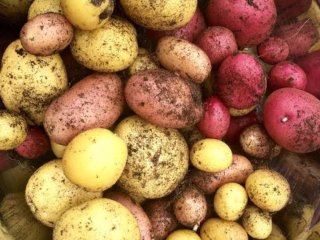 We offer natural grown potatoes from rain forest of