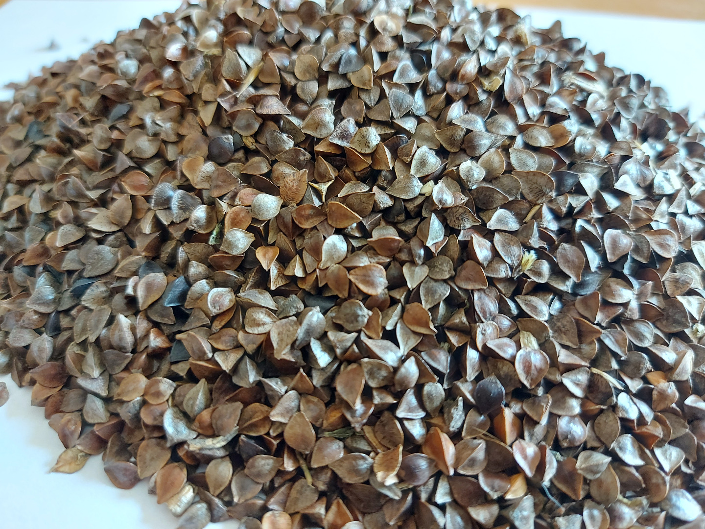 Buckwheat seeds with an organic certificate in the amount of about 50 tons