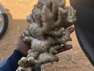 "Discover the power of fresh ginger with our premium