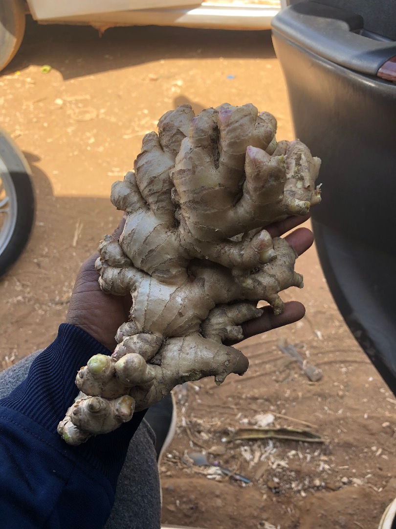 "Discover the power of fresh ginger with our premium selection! Our fresh ginger is sourced from the finest farms and carefully handpicked to ensure the