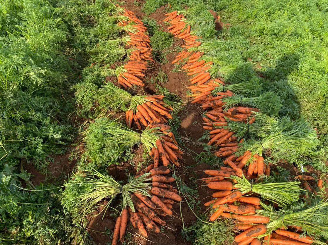 Best quality carrots