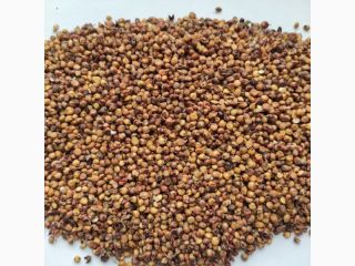 Upon your request we can offer red SORGHUM and