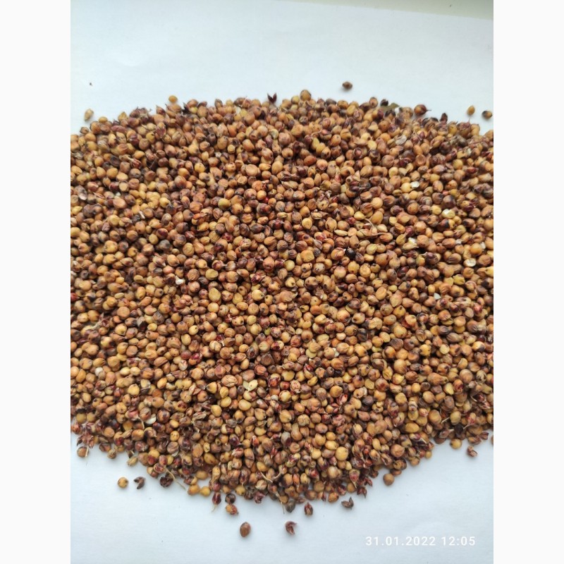 Upon your request we can offer red SORGHUM and cereals (corn, wheat, barley)