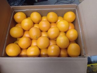 Valencia oranges from Morocco, late category 1. Packaging type: