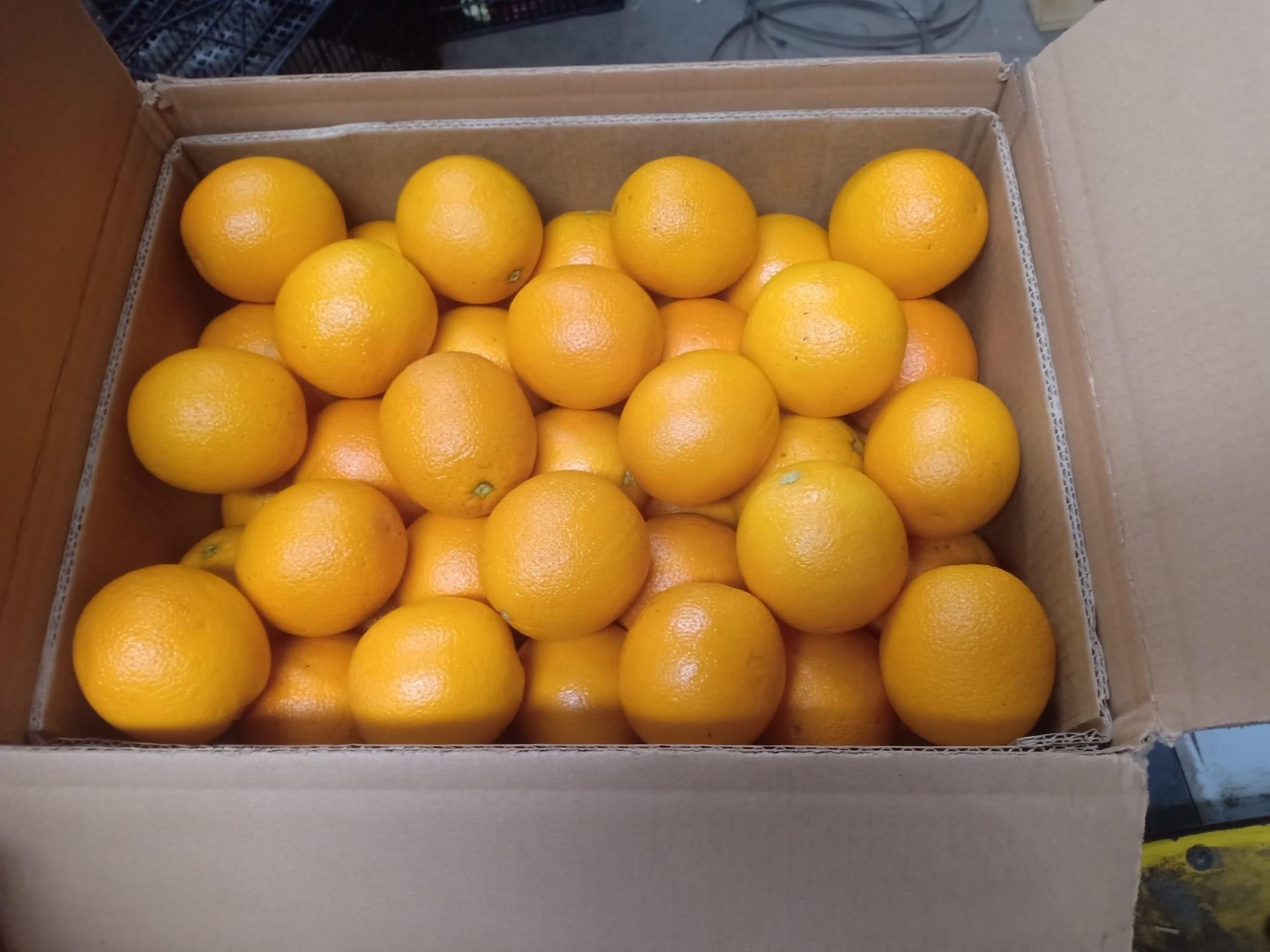 Valencia oranges from Morocco, late category 1
