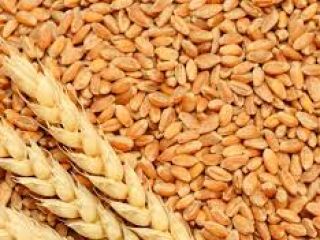 The Marculesti Combi SA company offers cereals for export: