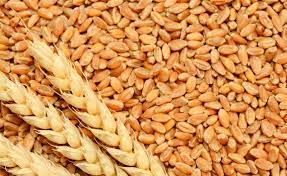 The Marculesti Combi SA company offers cereals for export: • wheat (hectoliter weight min 77-75 kg/hl; sprouted grains max 2%; protein 12-11.5%), • corn