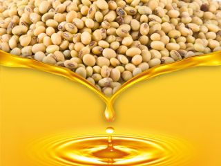 MarculestiCombi SA also offers cereals for export: •wheat (min