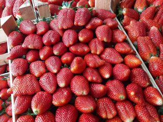 the export of extra quality strawberries from Serbia starts