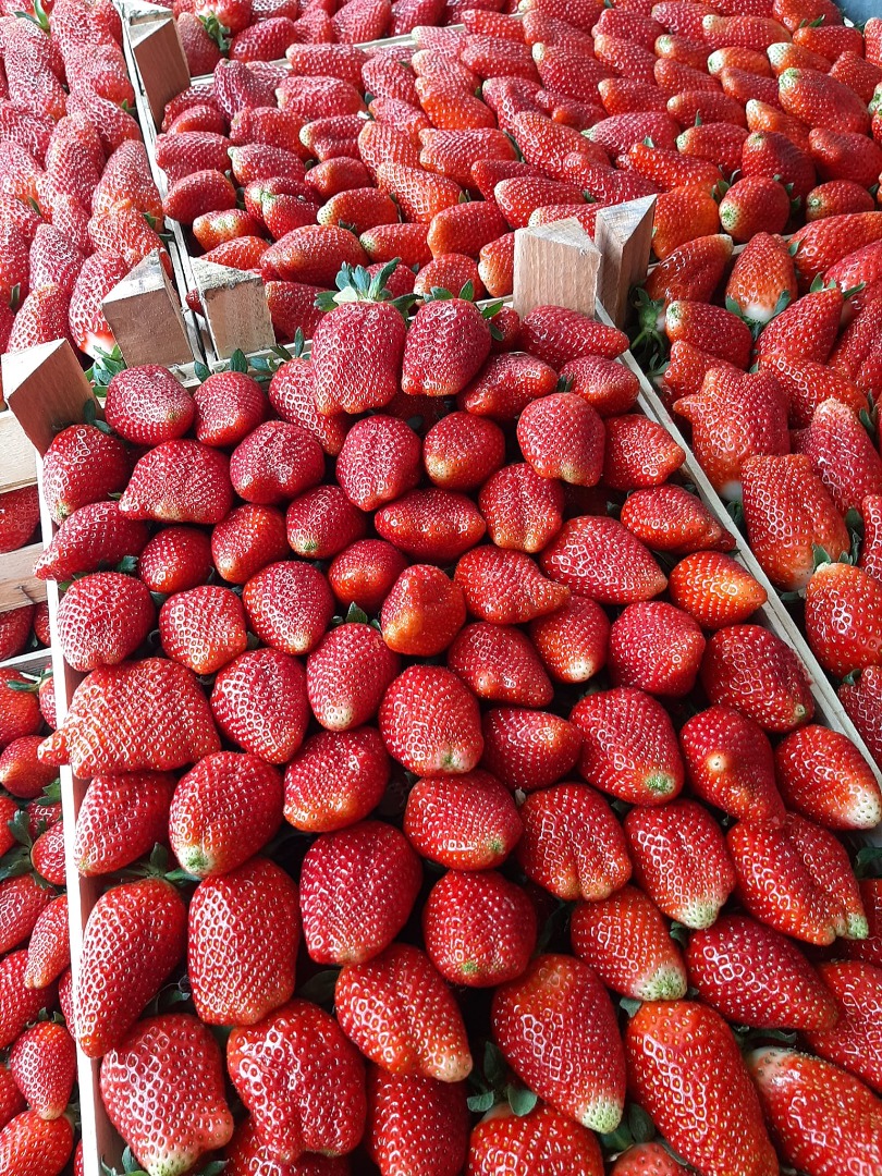 the export of extra quality strawberries from Serbia starts from May 20 contact