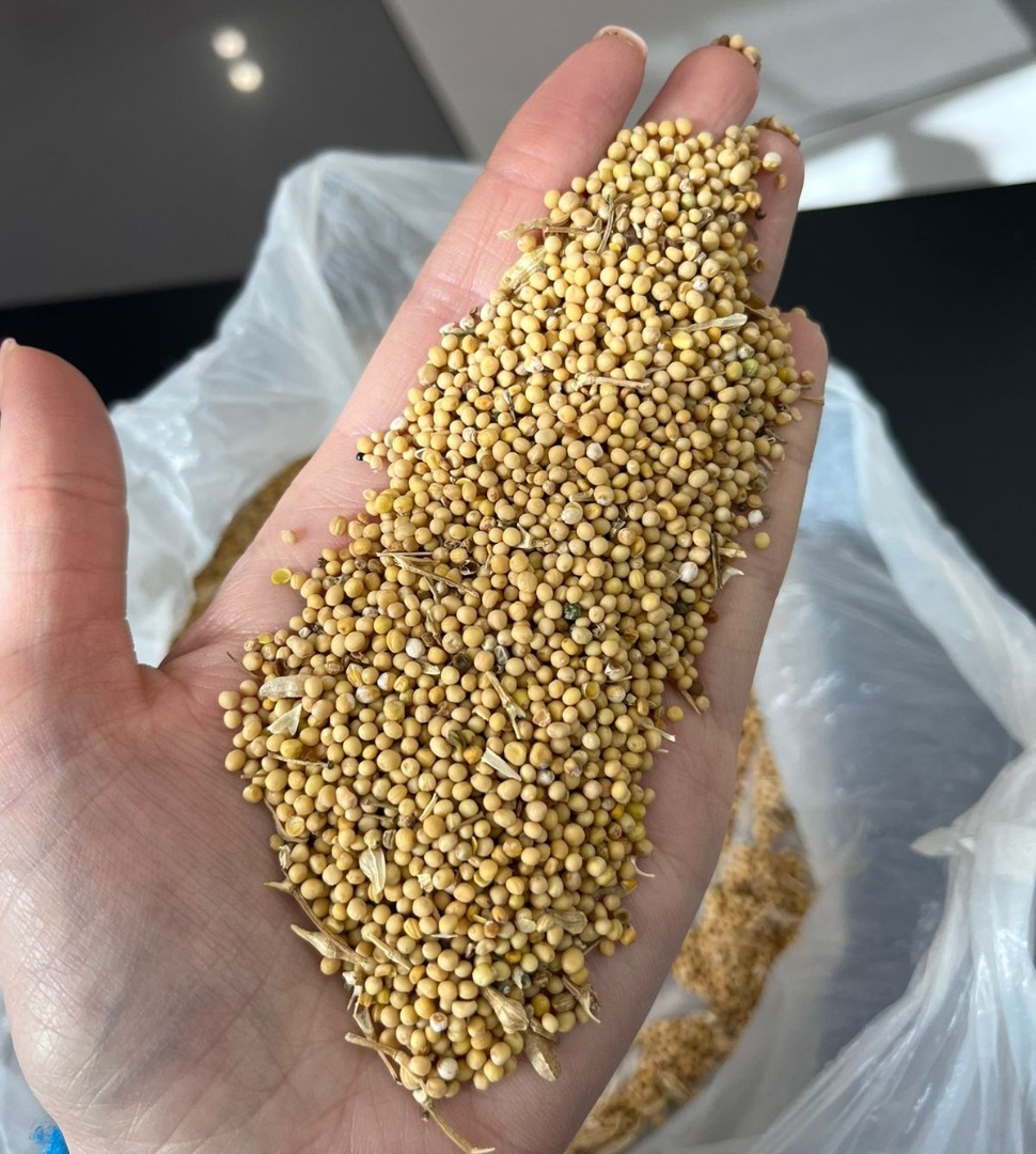 Excellent quality, humidity 9%, purity 98%, without pesticides
