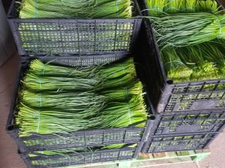 I will sell chives from the ground by weight