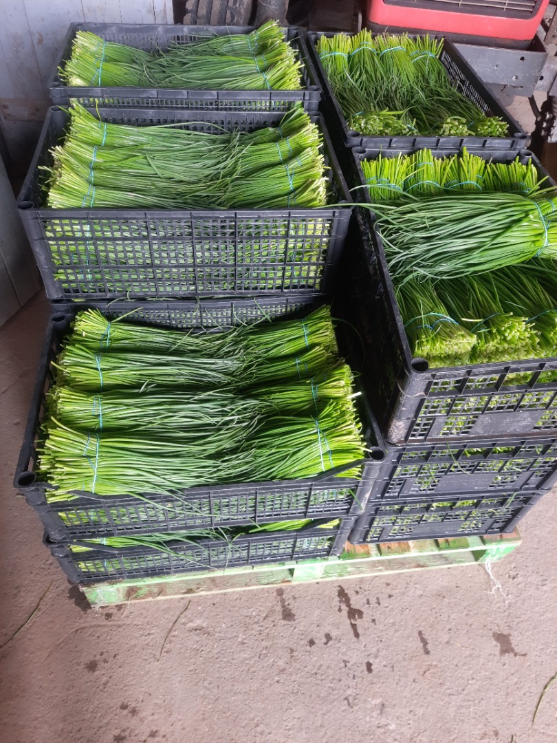 I will sell chives from the ground by weight or pieces