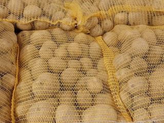 I will sell yellow potatoes caliber 5+ With FITO