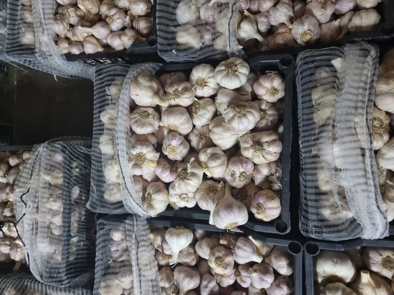 We invite you for garlic Country of origin Egypt Last 5 pallets Around Grójec Caliber 35-55 price PLN 4 / kg Old in very good condition Call or write