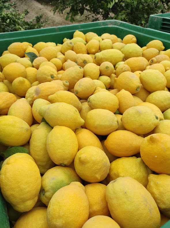 Verna variety lemon, excellent quality