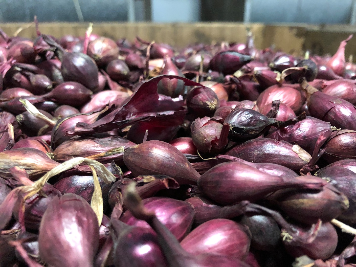 Hello I have for sale in the Netherlands Dymka Sturon 8/21 size price PLN 4.1 kg in a big bag Karmen 10/21 5 tons price PLN 4.2 kg I invite you limited