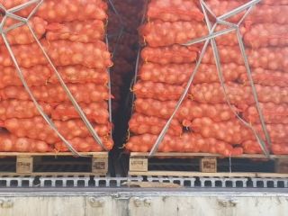 White onion in bags of 15 kg