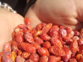 Coming exclusively from Polish plantations, freeze-dried Goji Berries with