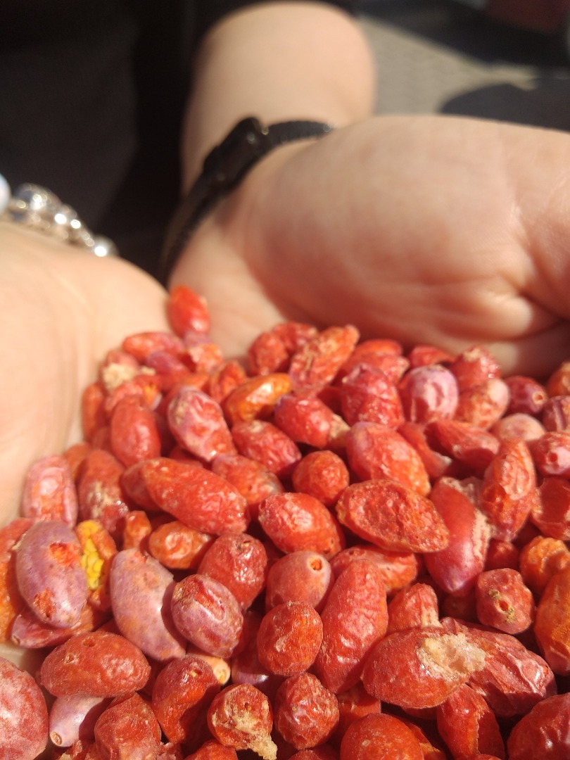 Coming exclusively from Polish plantations, freeze-dried Goji Berries with no added sugar