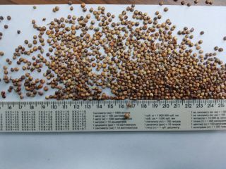 Hello.I offer €435 red millet 350t €375 for yellow
