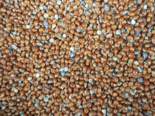 Good day I offer 435€ for red millet 350t