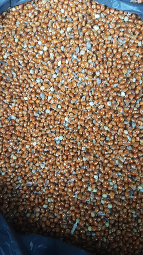Good day I offer 435€ for red millet 350t 375€ for yellow millet 200t 320€ for red sorghum 500t Delivery is discussed throughout Europe