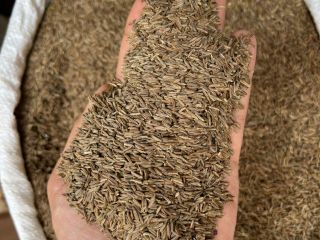 We offer cumin seeds. Purity 99.7%, brown color. 25