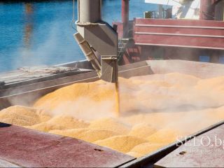 I offer corn harvest 2022, origin Ukraine on terms