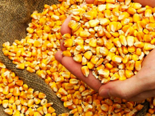 Corn. Country of origin: Ukraine; Non-GMO; Humidity: no more