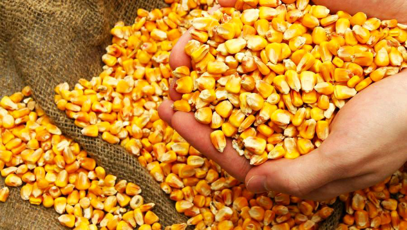 Corn