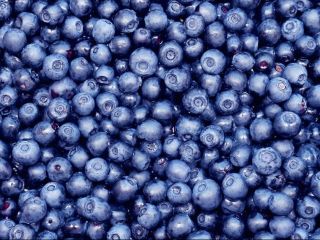 Buy blueberries, any packaging and sticker, large quantities available.