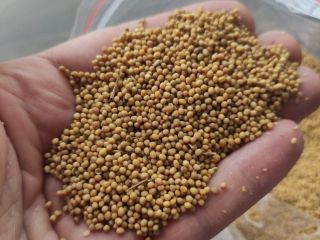 Hello, Yellow mustard for sale, pallet quantities. Harvest 2022.