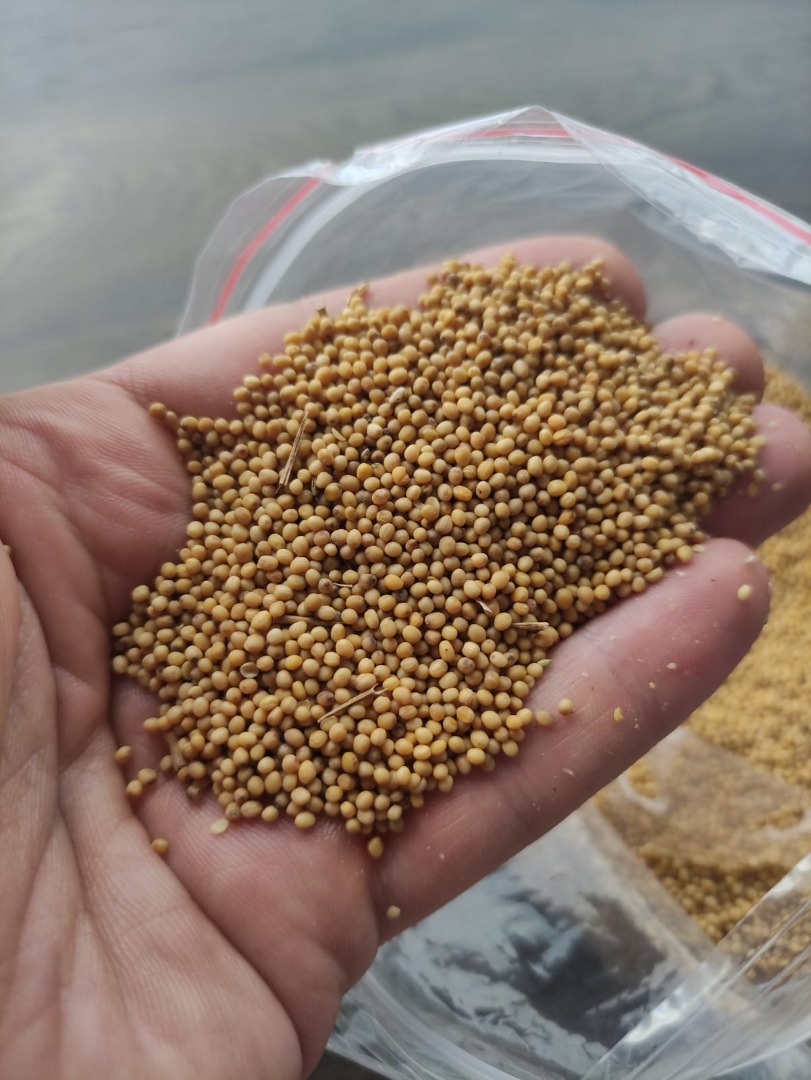 Hello, Yellow mustard for sale, pallet quantities
