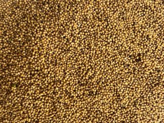 I will sell yellow mustard, coarse grain. Humidity max