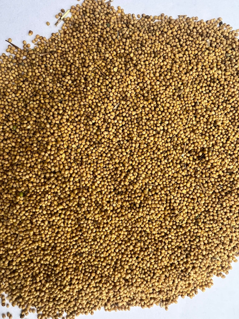 I will sell yellow mustard, coarse grain