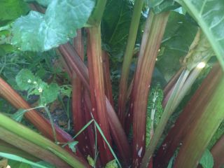 Hello, I am selling rhubarb