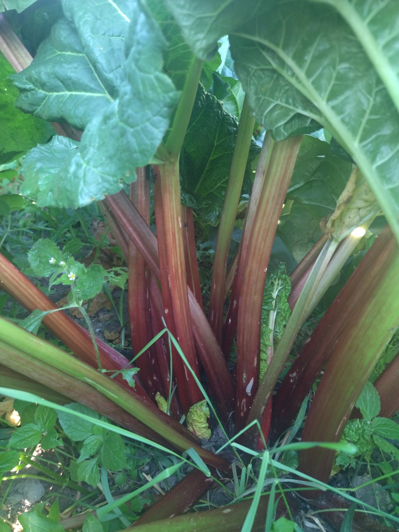 Hello, I am selling rhubarb