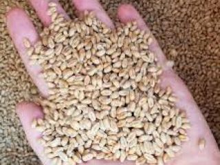The exporting company will supply grains and oilseeds on