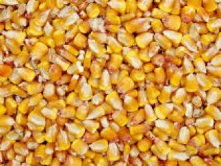 We sell grain crops: - corn - barley -