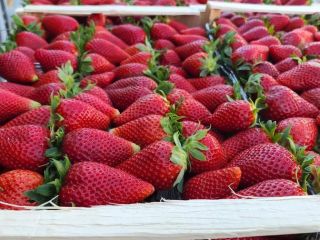 Premium quality strawberries from Albania ready to export. Season